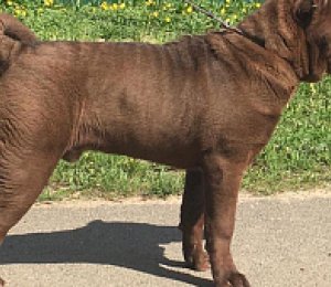 ДАНИЭЛЬ ДЛЯ АЛАКСАР СВЕТ (ДАНЯ)