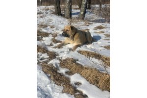 АЛАКСАР СВЕТ ТАБРИС