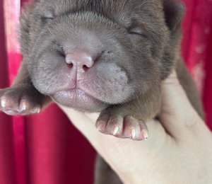 АЛАКСАР СВЕТ ЩЕДРАЯ-АЛЬФА