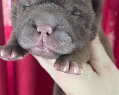 АЛАКСАР СВЕТ ЩЕДРАЯ-АЛЬФА