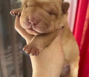 АЛАКСАР СВЕТ ЩЕК