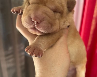 АЛАКСАР СВЕТ ЩЕК