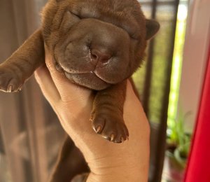 АЛАКСАР СВЕТ ЩЕКСФОРД