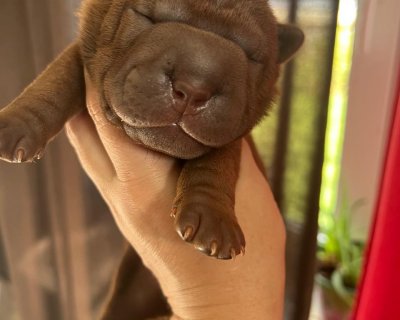 АЛАКСАР СВЕТ ЩЕКСФОРД