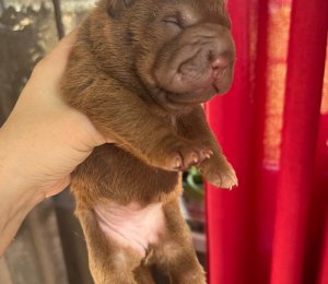 АЛАКСАР СВЕТ ЩЕКСИ