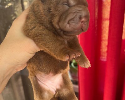 АЛАКСАР СВЕТ ЩЕКСИ