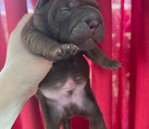 АЛАКСАР СВЕТ ЩЕКСМУС