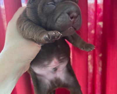 АЛАКСАР СВЕТ ЩЕКСМУС