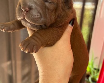 АЛАКСАР СВЕТ ЩЕКСТЕР