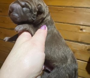 АЛАКСАР СВЕТ ЫМГЫР