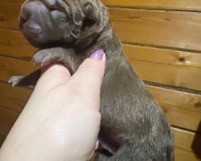 АЛАКСАР СВЕТ ЫМГЫР