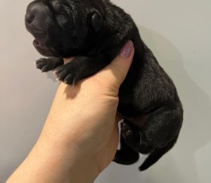 АЛАКСАР СВЕТ ЫШК