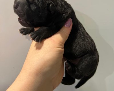 АЛАКСАР СВЕТ ЫШК