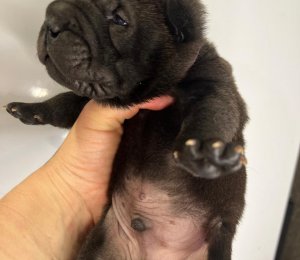 АЛАКСАР СВЕТ ЮКАН