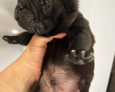 АЛАКСАР СВЕТ ЮКАН