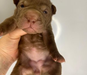 АЛАКСАР СВЕТ ЮЛАТА