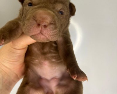 АЛАКСАР СВЕТ ЮЛАТА