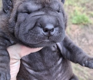 АЛАКСАР СВЕТ ЮМАРА