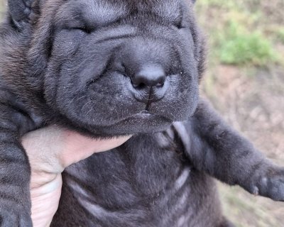 АЛАКСАР СВЕТ ЮМАРА