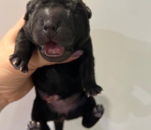 АЛАКСАР СВЕТ ЫЗГЫТ