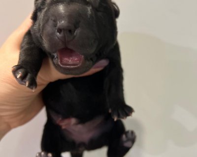 АЛАКСАР СВЕТ ЫЗГЫТ