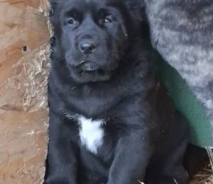 АЛАКСАР СВЕТ АХТАР