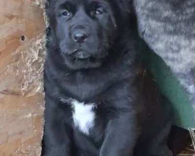 АЛАКСАР СВЕТ АХТАР