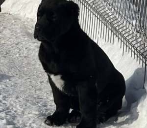 АЛАКСАР СВЕТ АХТАР