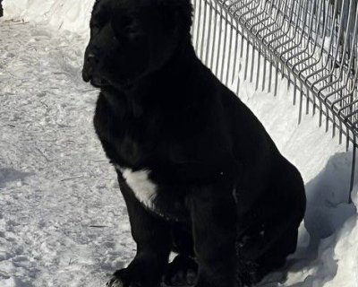 АЛАКСАР СВЕТ АХТАР