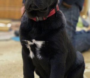 АЛАКСАР СВЕТ АЛТАЙ