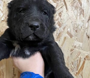 АЛАКСАР СВЕТ АЛТАЙ