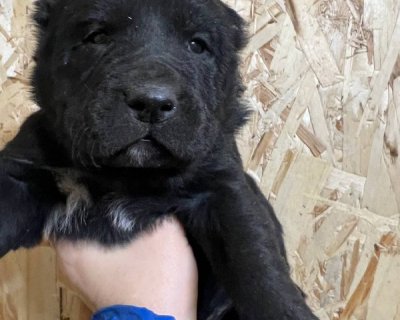 АЛАКСАР СВЕТ АЛТАЙ