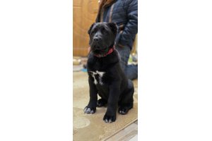 АЛАКСАР СВЕТ АЛТАЙ