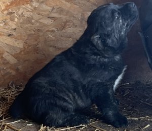 АЛАКСАР СВЕТ АМУР ГАРАЙ