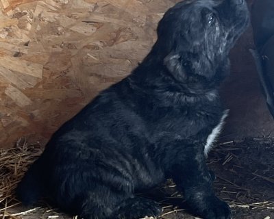 АЛАКСАР СВЕТ АМУР ГАРАЙ