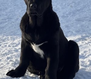 АЛАКСАР СВЕТ АРСЕЙ