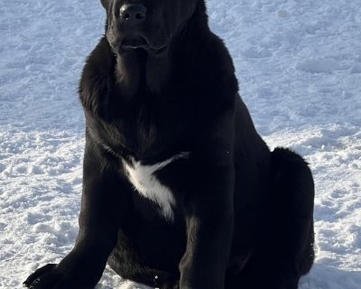 АЛАКСАР СВЕТ АРСЕЙ