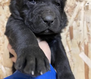 АЛАКСАР СВЕТ АРСЕЙ