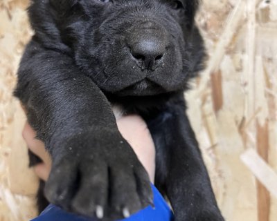 АЛАКСАР СВЕТ АРСЕЙ