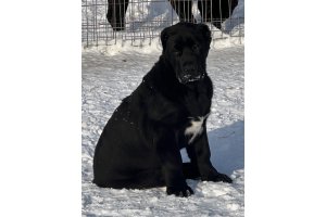 АЛАКСАР СВЕТ АРСЕЙ