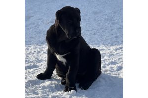 АЛАКСАР СВЕТ АРСЕЙ