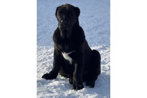 АЛАКСАР СВЕТ АРСЕЙ