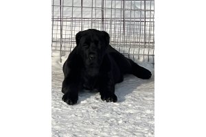 АЛАКСАР СВЕТ АРСЕЙ