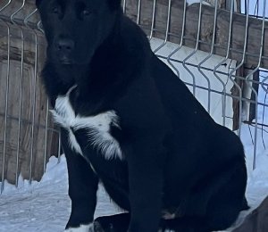 АЛАКСАР СВЕТ АСТРИД