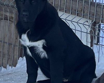 АЛАКСАР СВЕТ АСТРИД