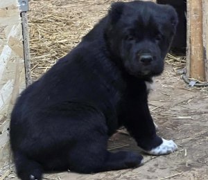 АЛАКСАР СВЕТ АСТРИД