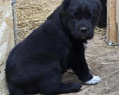 АЛАКСАР СВЕТ АСТРИД