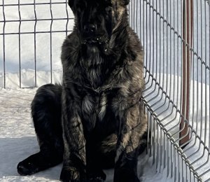 АЛАКСАР СВЕТ АТИКА