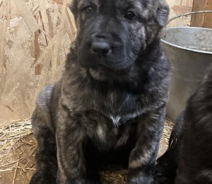 АЛАКСАР СВЕТ АТИКА