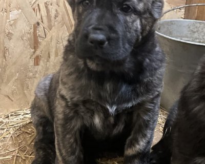 АЛАКСАР СВЕТ АТИКА